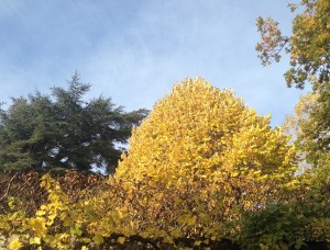 automne2